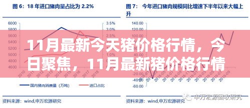 11月最新猪价格行情深度解析与今日聚焦