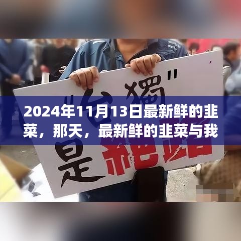 新鲜韭菜与温馨故事，2024年11月13日的邂逅