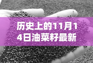 历史上的11月14日油菜籽价格行情解析及查询指南，最新行情与查询步骤全解析