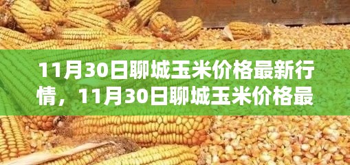 掌握聊城玉米最新行情，解析11月30日玉米价格动态及应对策略