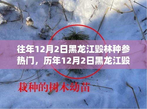 黑龙江毁林种参事件回顾，探寻背后的故事与启示，历年12月2日热门事件聚焦