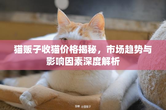 猫贩子收猫价格揭秘，市场趋势与影响因素深度解析