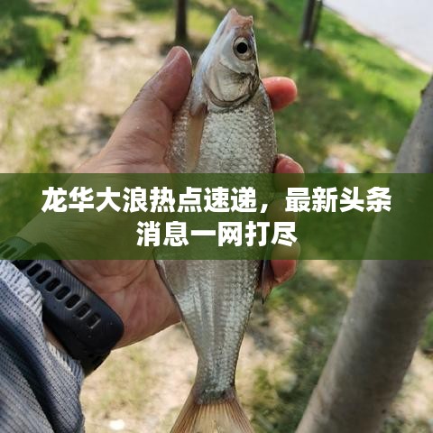 龙华大浪热点速递，最新头条消息一网打尽