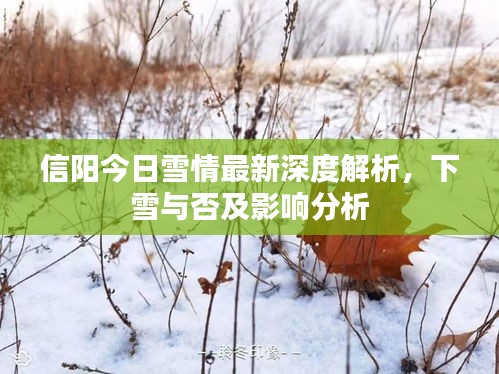 信阳今日雪情最新深度解析，下雪与否及影响分析