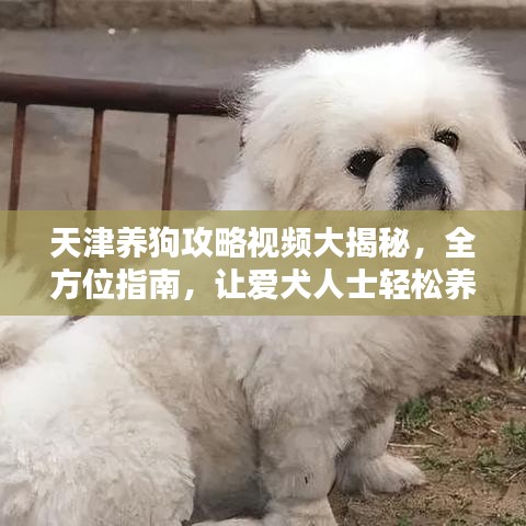 天津养狗攻略视频大揭秘，全方位指南，让爱犬人士轻松养宠！