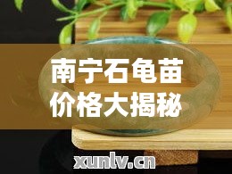 南宁石龟苗价格大揭秘，最新行情分析！