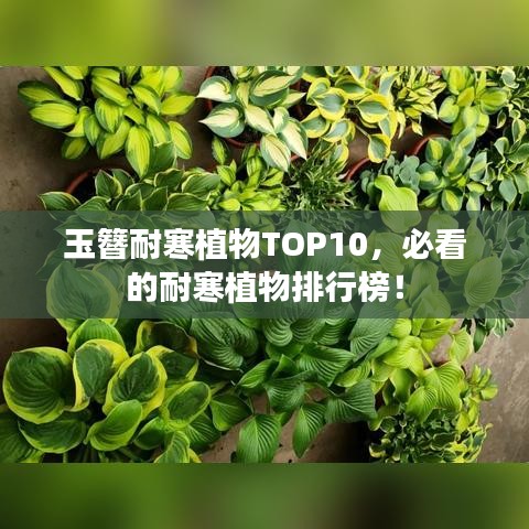 玉簪耐寒植物TOP10，必看的耐寒植物排行榜！