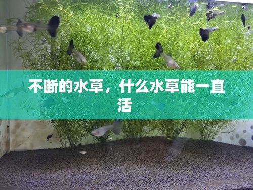 不断的水草，什么水草能一直活 