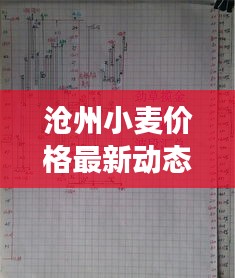 沧州小麦价格最新动态，市场走势与影响因素深度解析